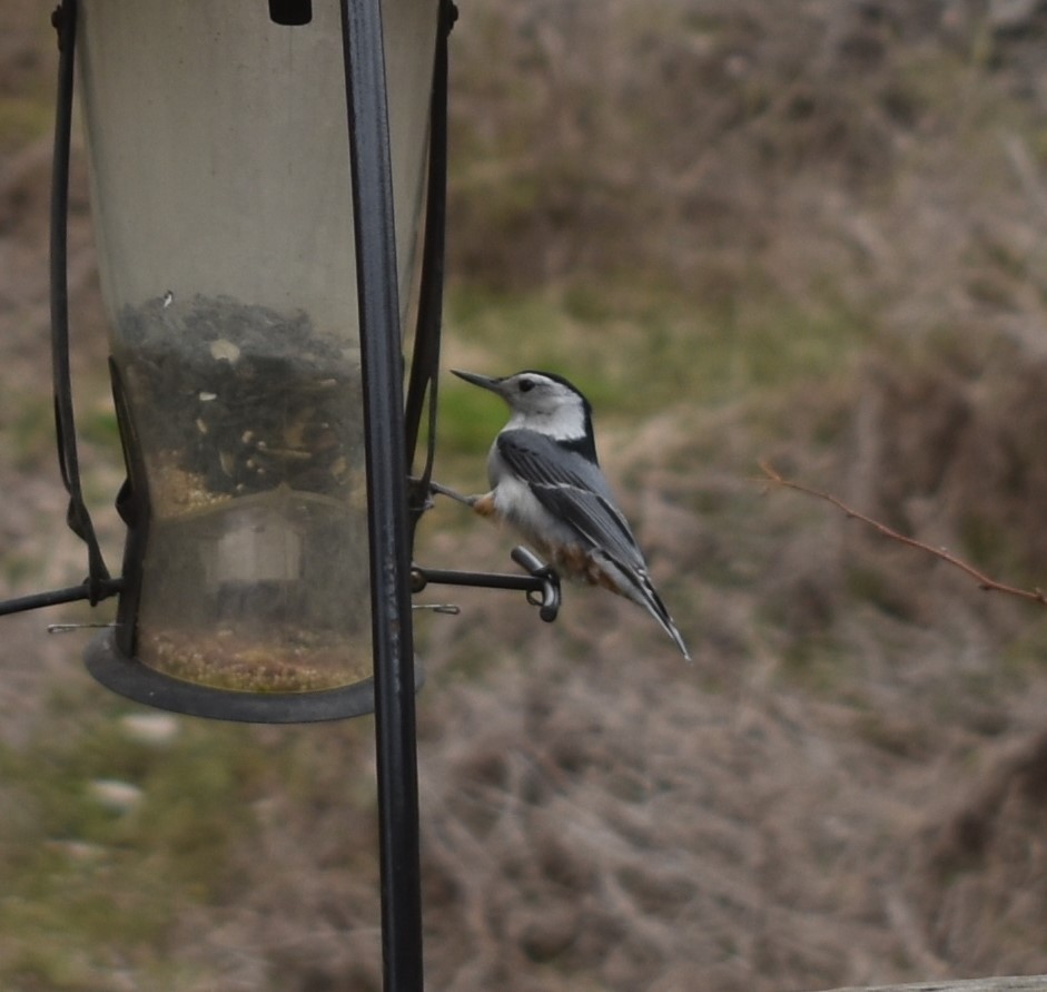 White-breasted Nuthatch - ML226968951