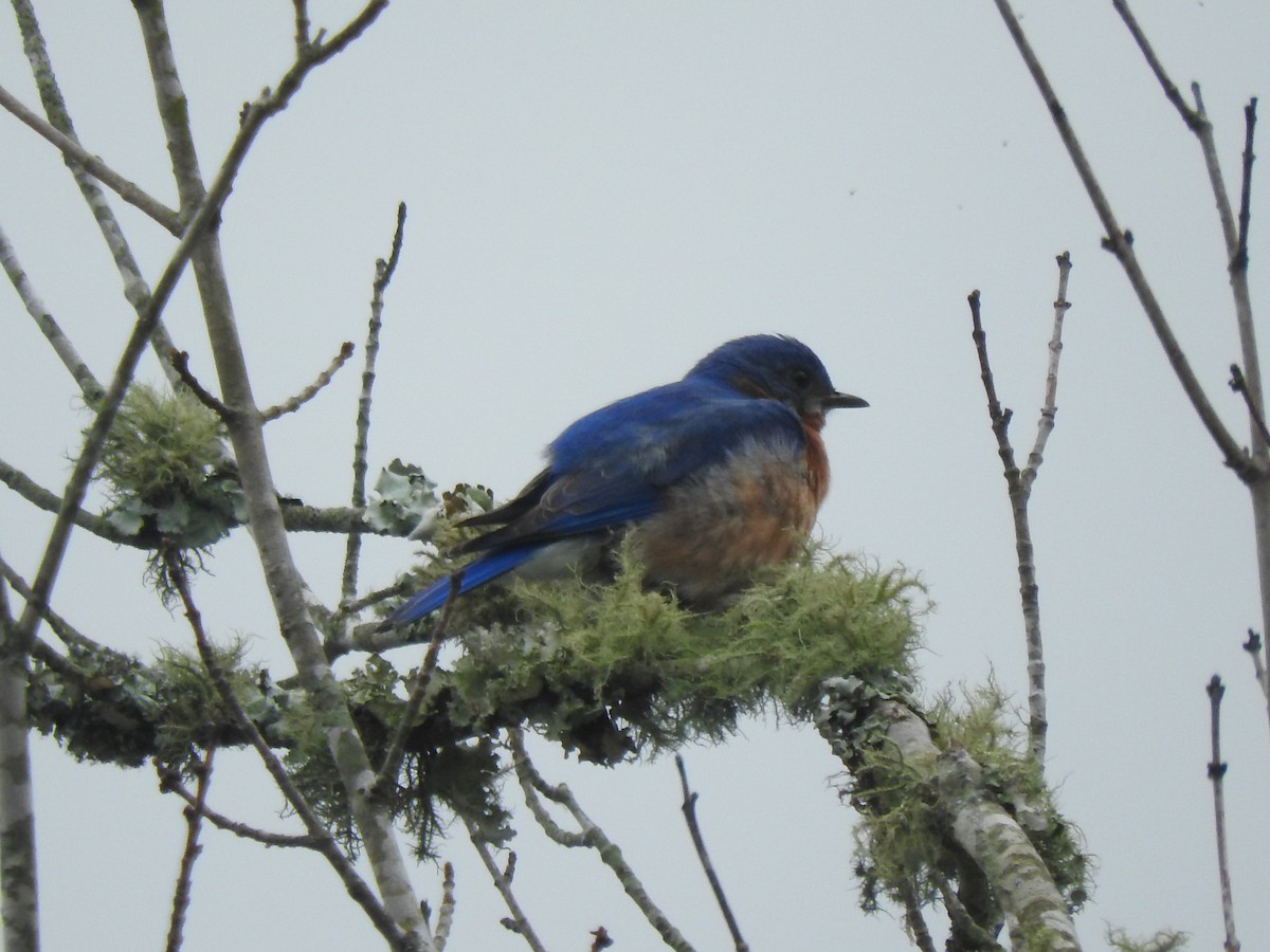 Eastern Bluebird - ML226972261