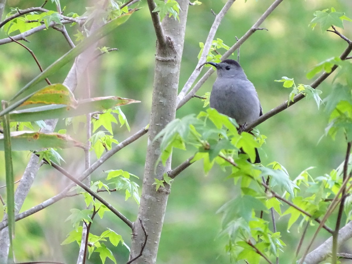 Gray Catbird - ML226972631