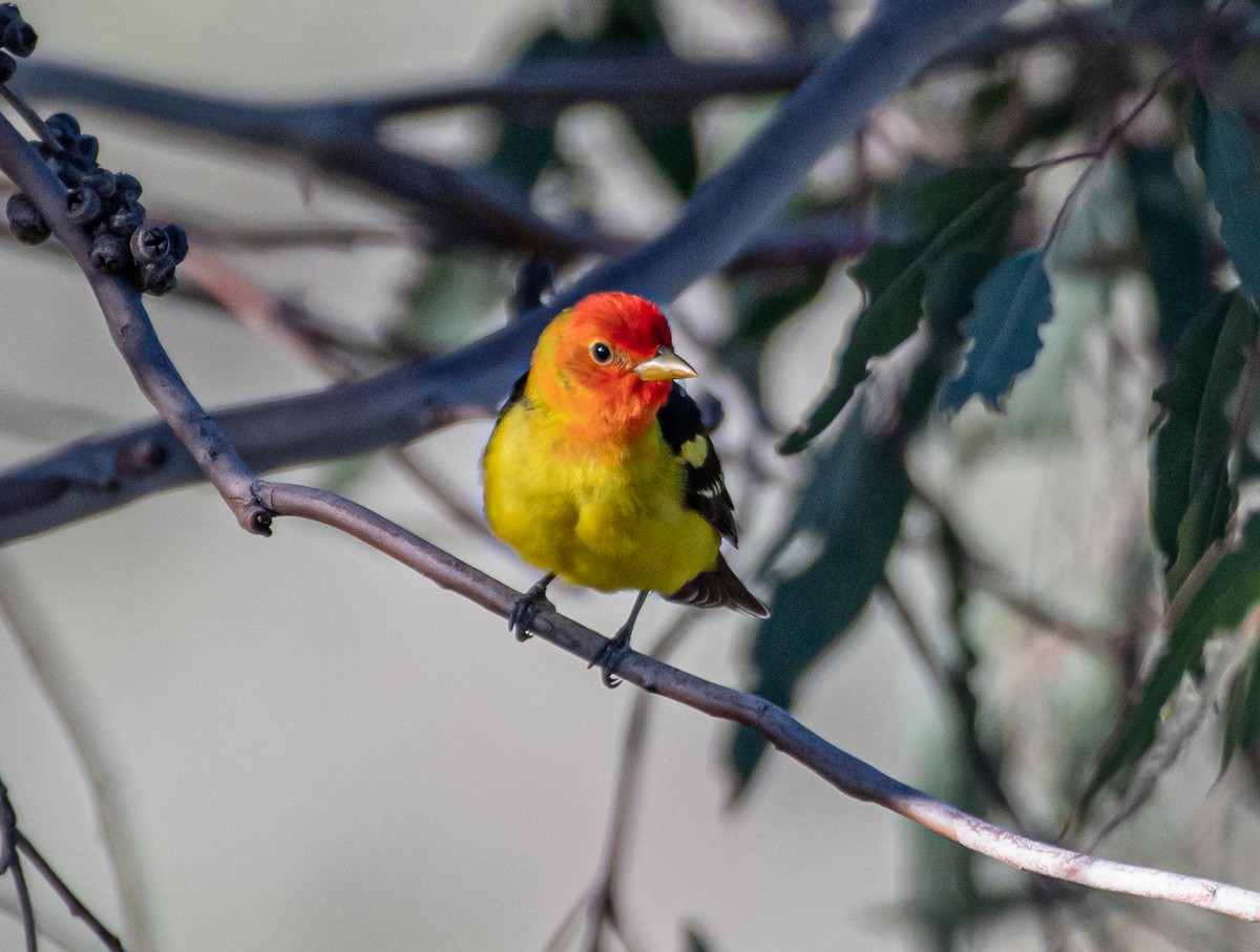 Western Tanager - ML226975111
