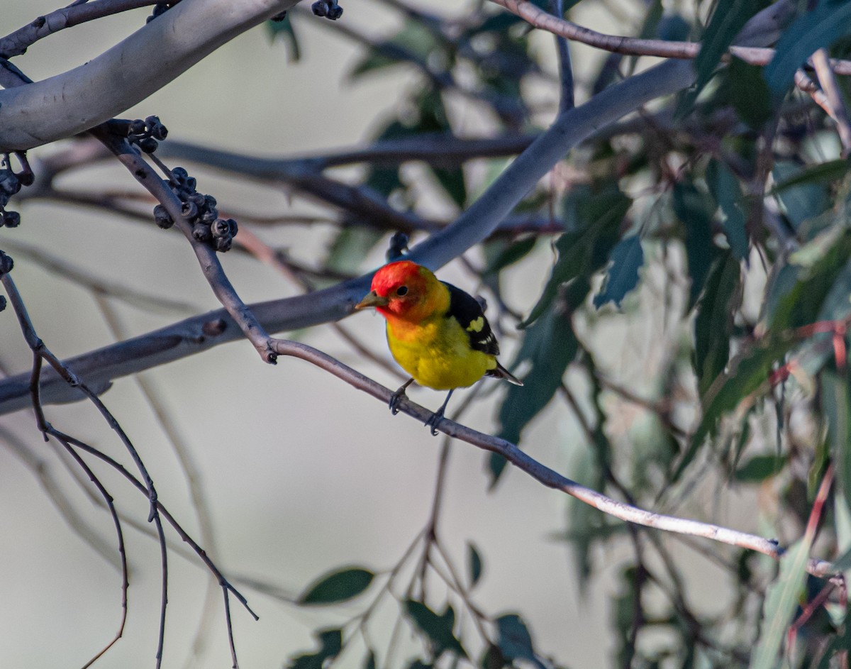 Western Tanager - ML226975151