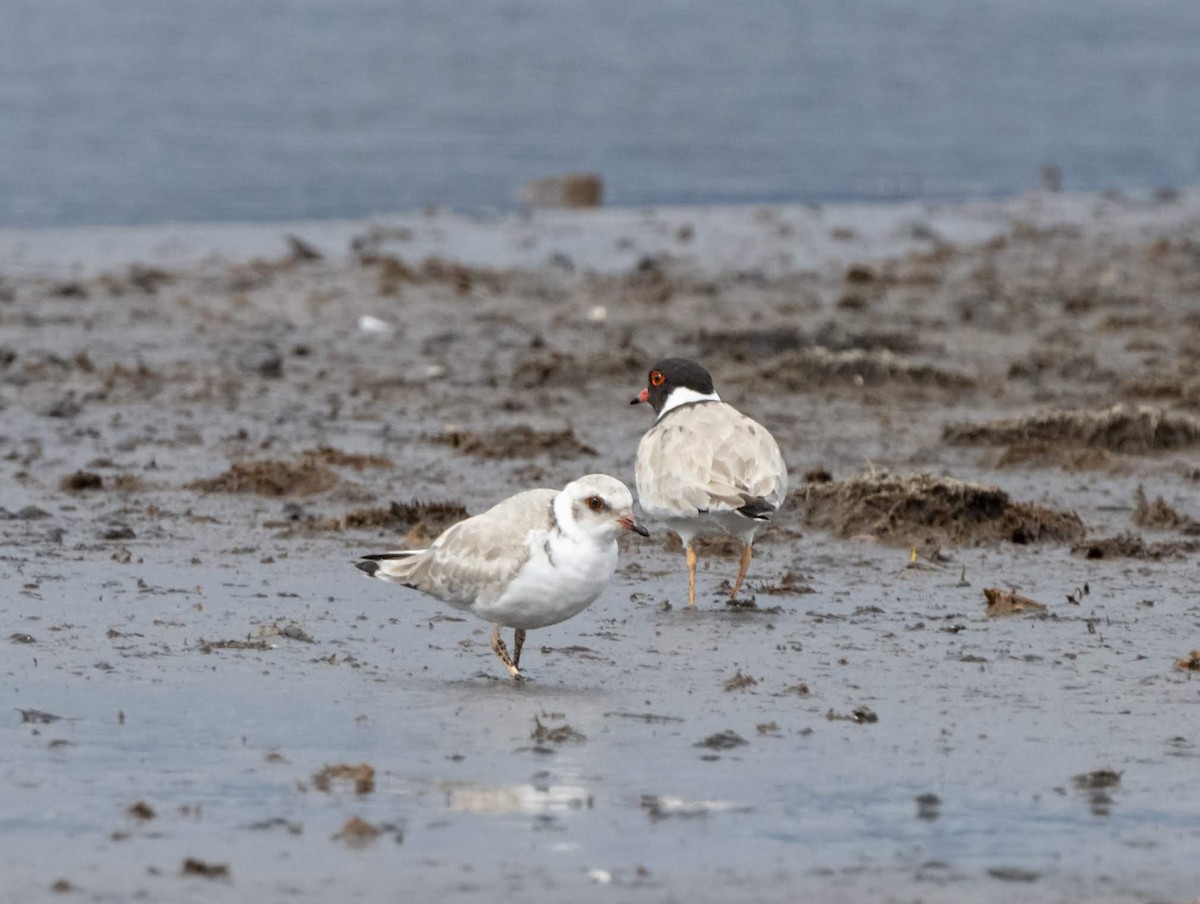 Hooded Plover - ML226975661