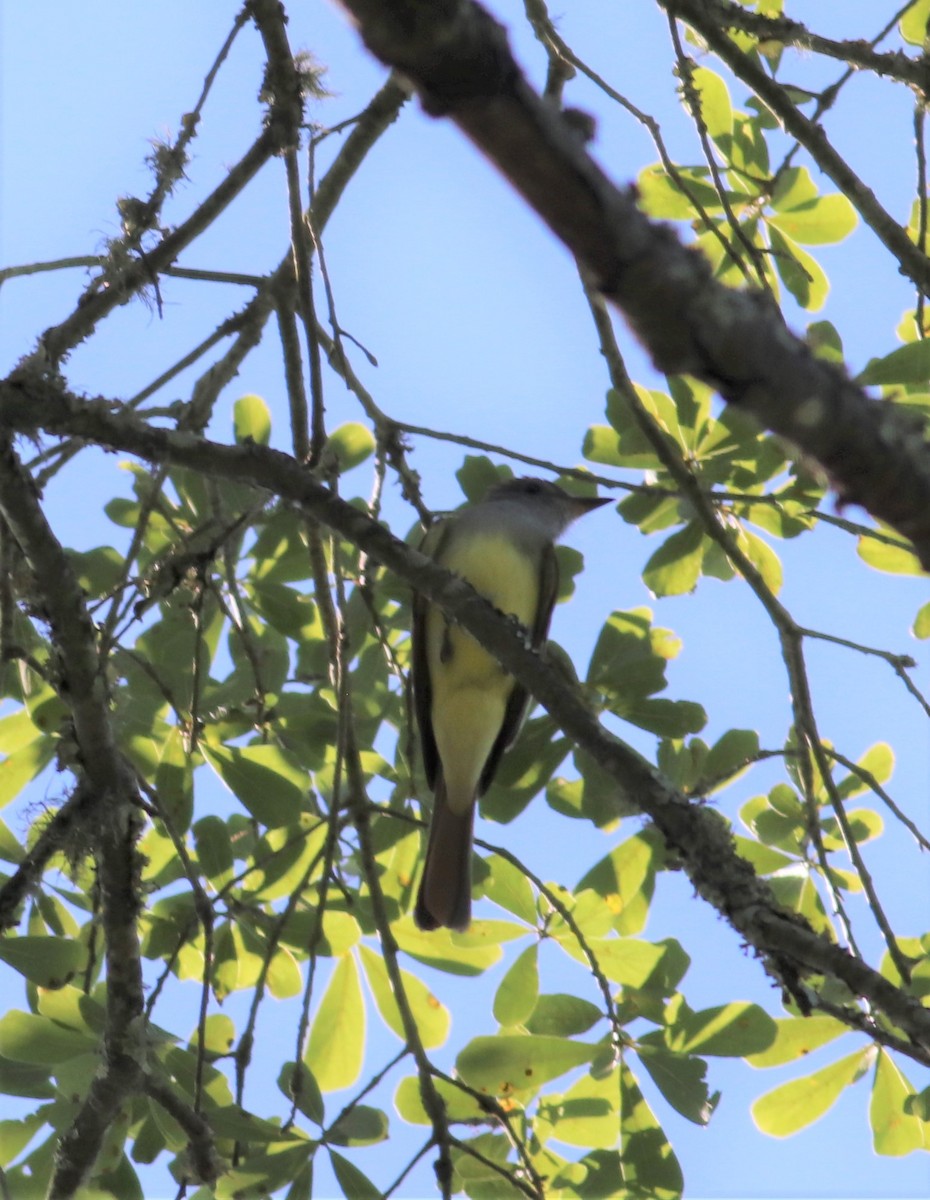 Great Crested Flycatcher - Mitch Foret