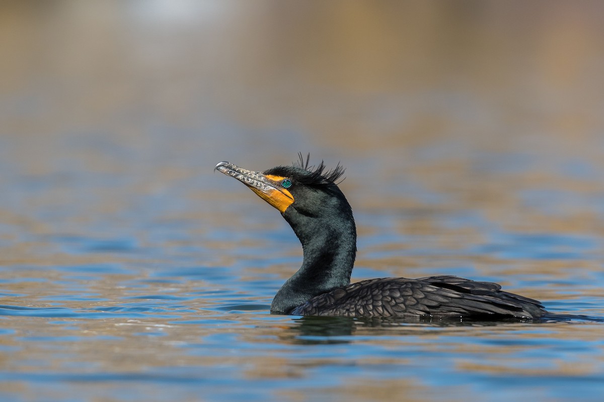 Double-crested Cormorant - ML226976721