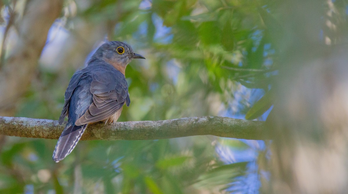 Fan-tailed Cuckoo - Thomas McPherson