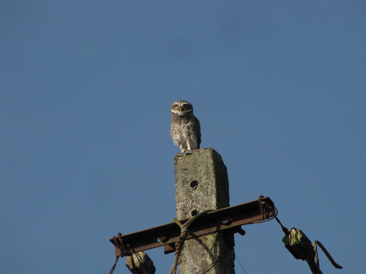 Spotted Owlet - ML226977791