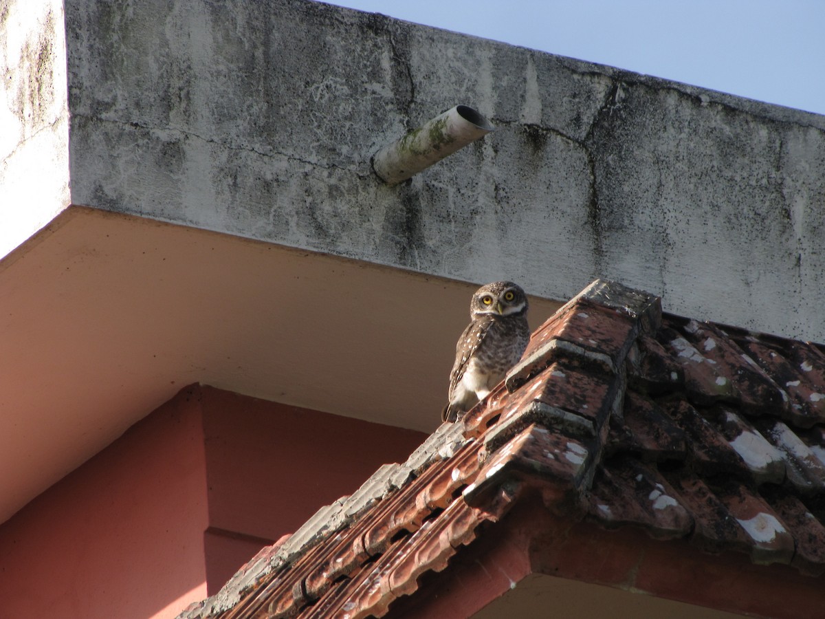 Spotted Owlet - ML226977861