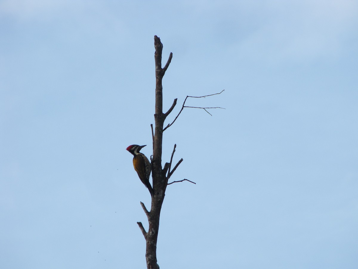 Black-rumped Flameback - ML226978141