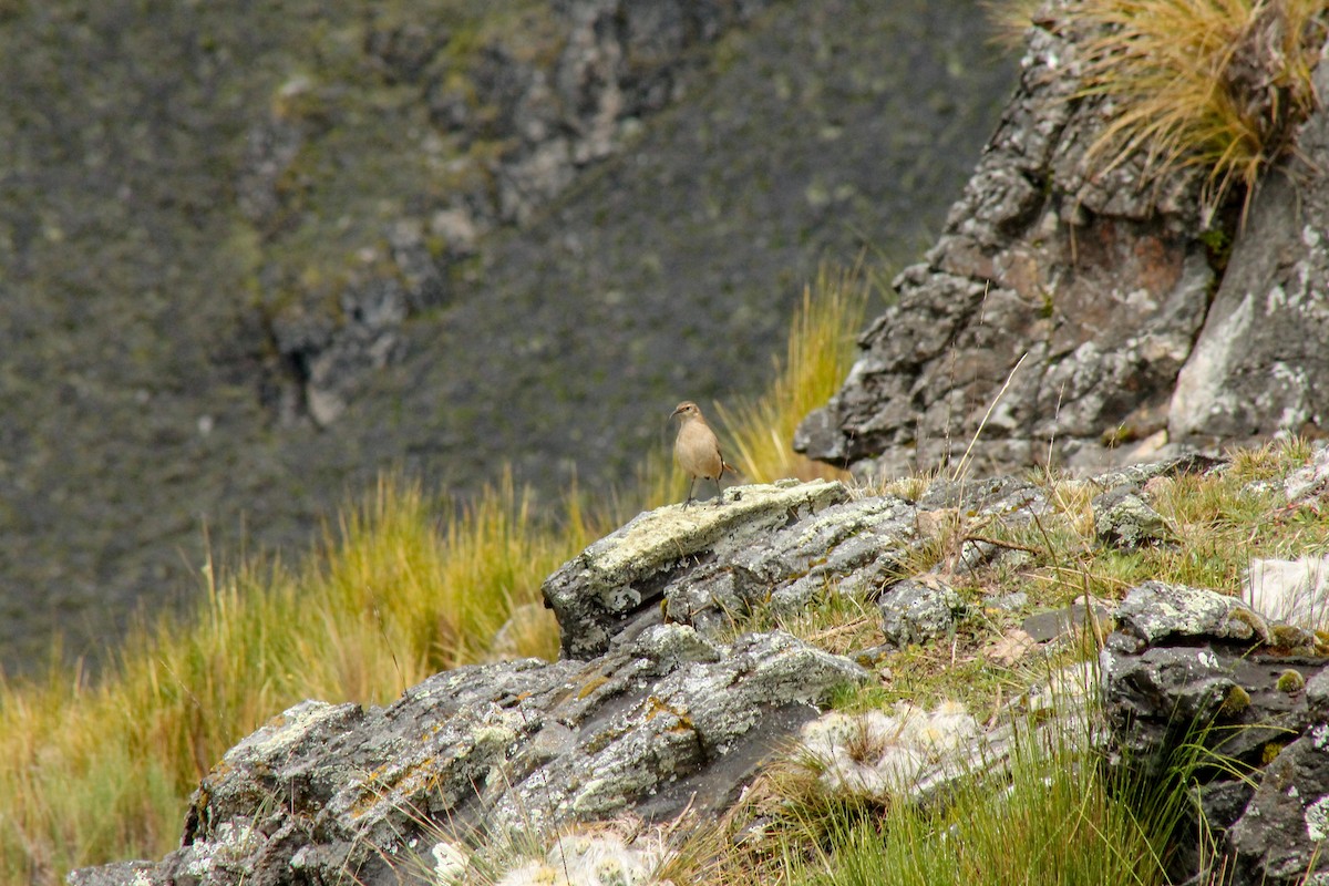 Buff-breasted Earthcreeper - ML226981071