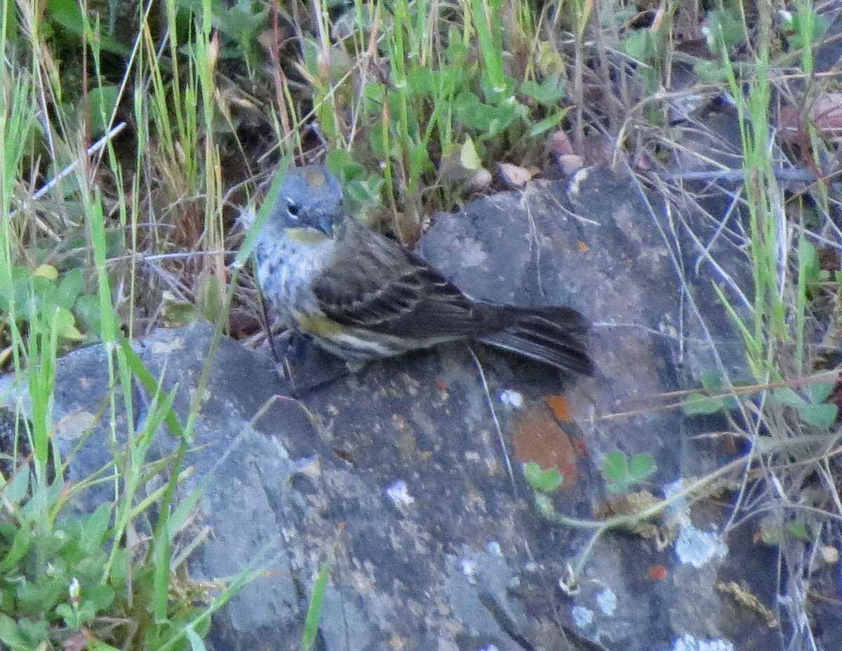Yellow-rumped Warbler (Audubon's) - ML226981151