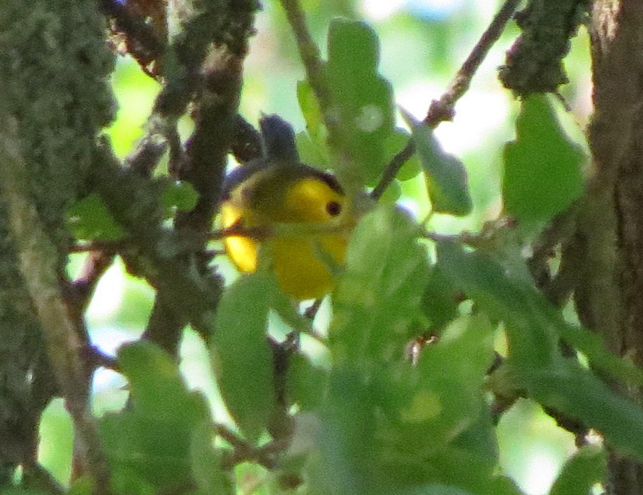 Wilson's Warbler - ML226981171