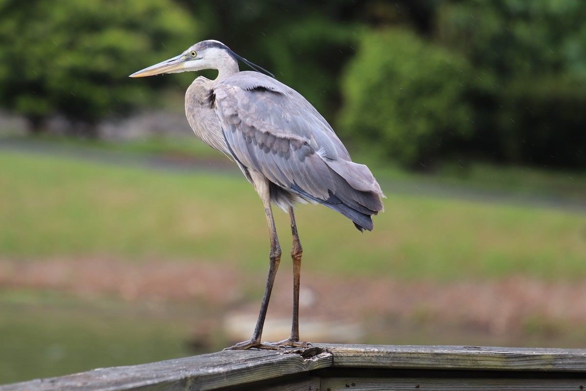 Great Blue Heron - ML226981411