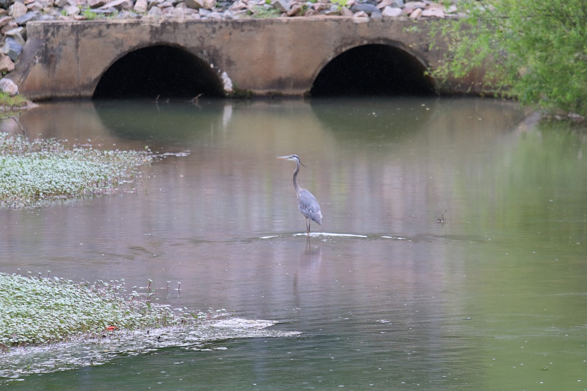 Great Blue Heron - ML226981661