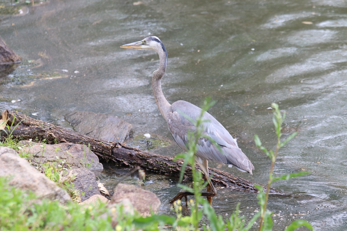 Great Blue Heron - ML226981671