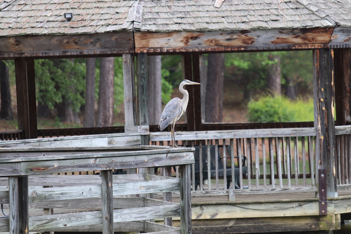 Great Blue Heron - ML226981691