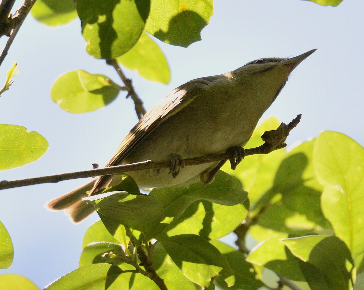 Black-whiskered Vireo - ML226981941