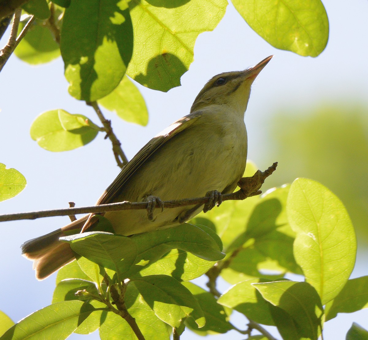 Black-whiskered Vireo - ML226982061