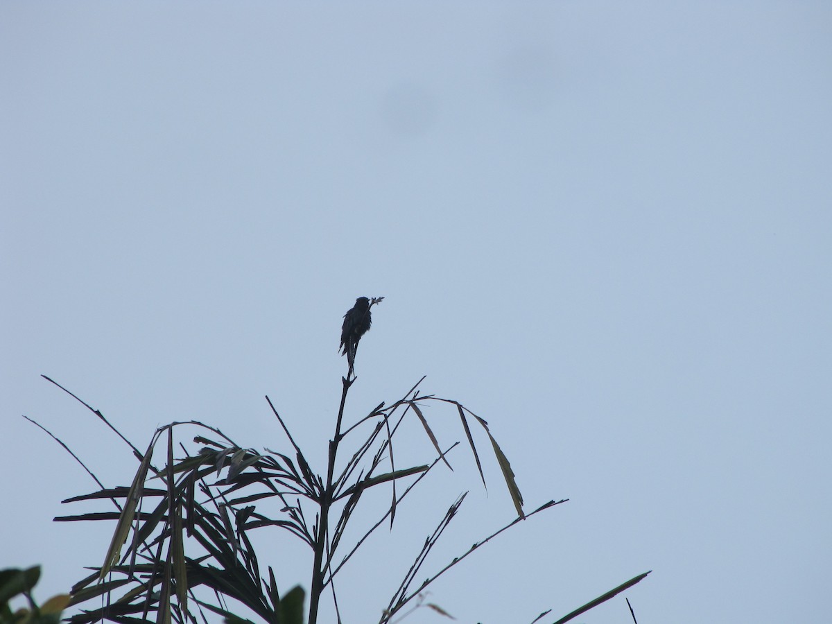 Fork-tailed Drongo-Cuckoo - ML226982301