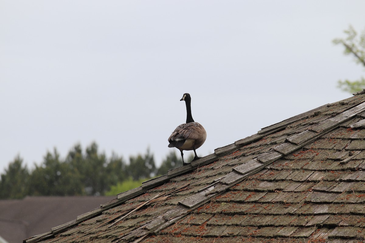 Oca canadese maggiore - ML226982371