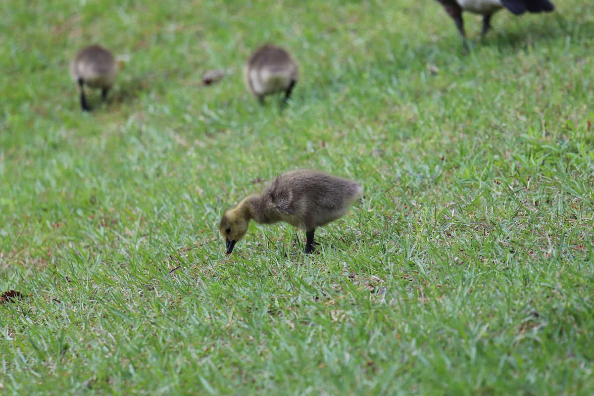 Oca canadese maggiore - ML226982381