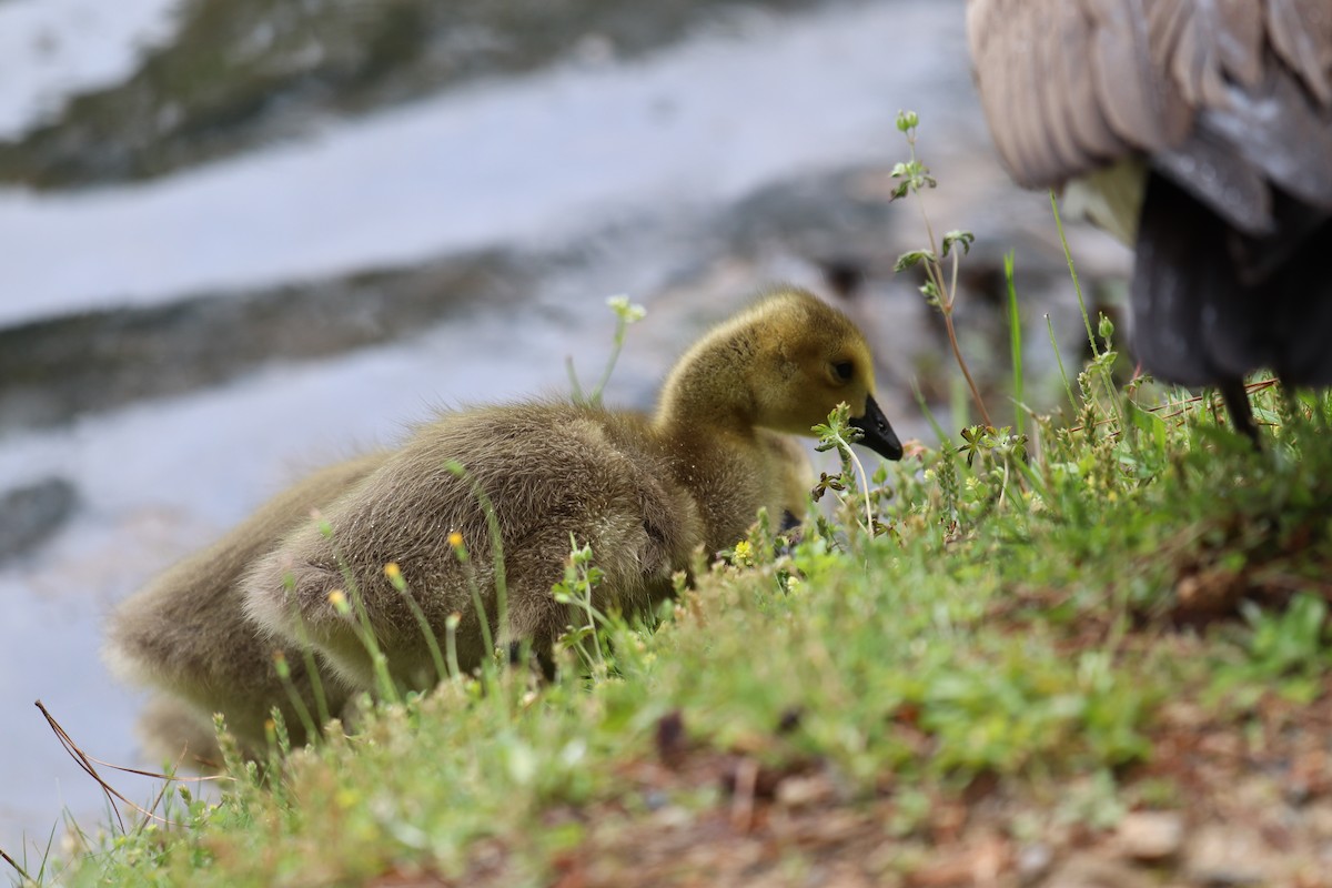 Oca canadese maggiore - ML226982401