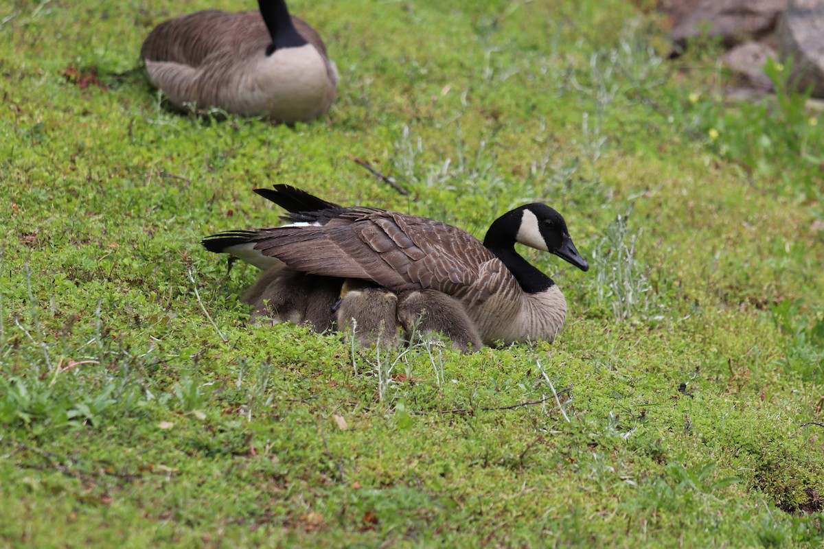 Oca canadese maggiore - ML226982421