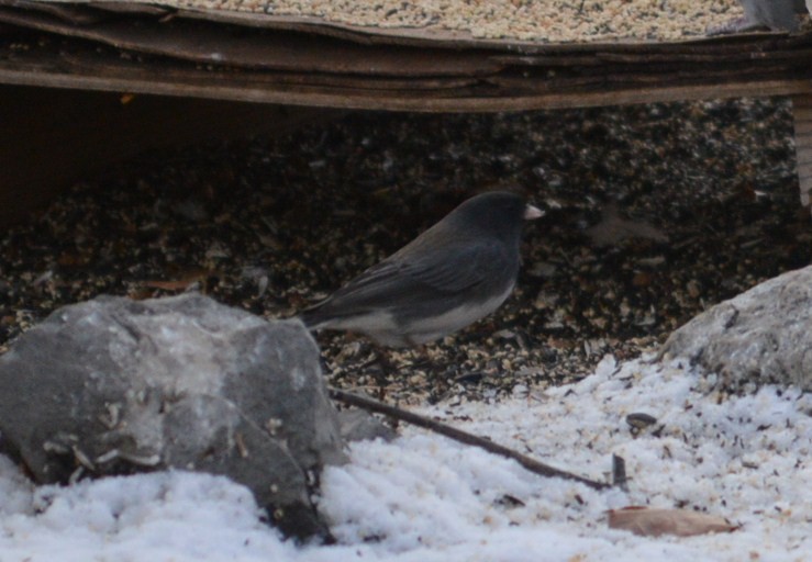 Dark-eyed Junco (Slate-colored) - ML22698261