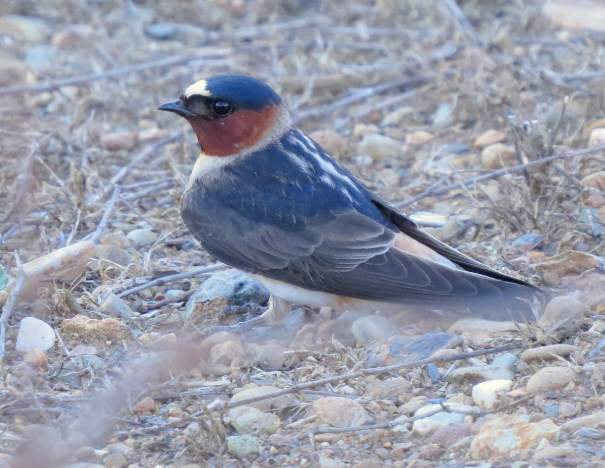 Cliff Swallow - Chris Conard