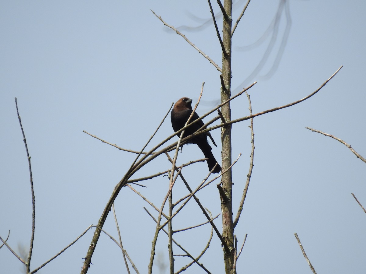 Brown-headed Cowbird - ML226984191