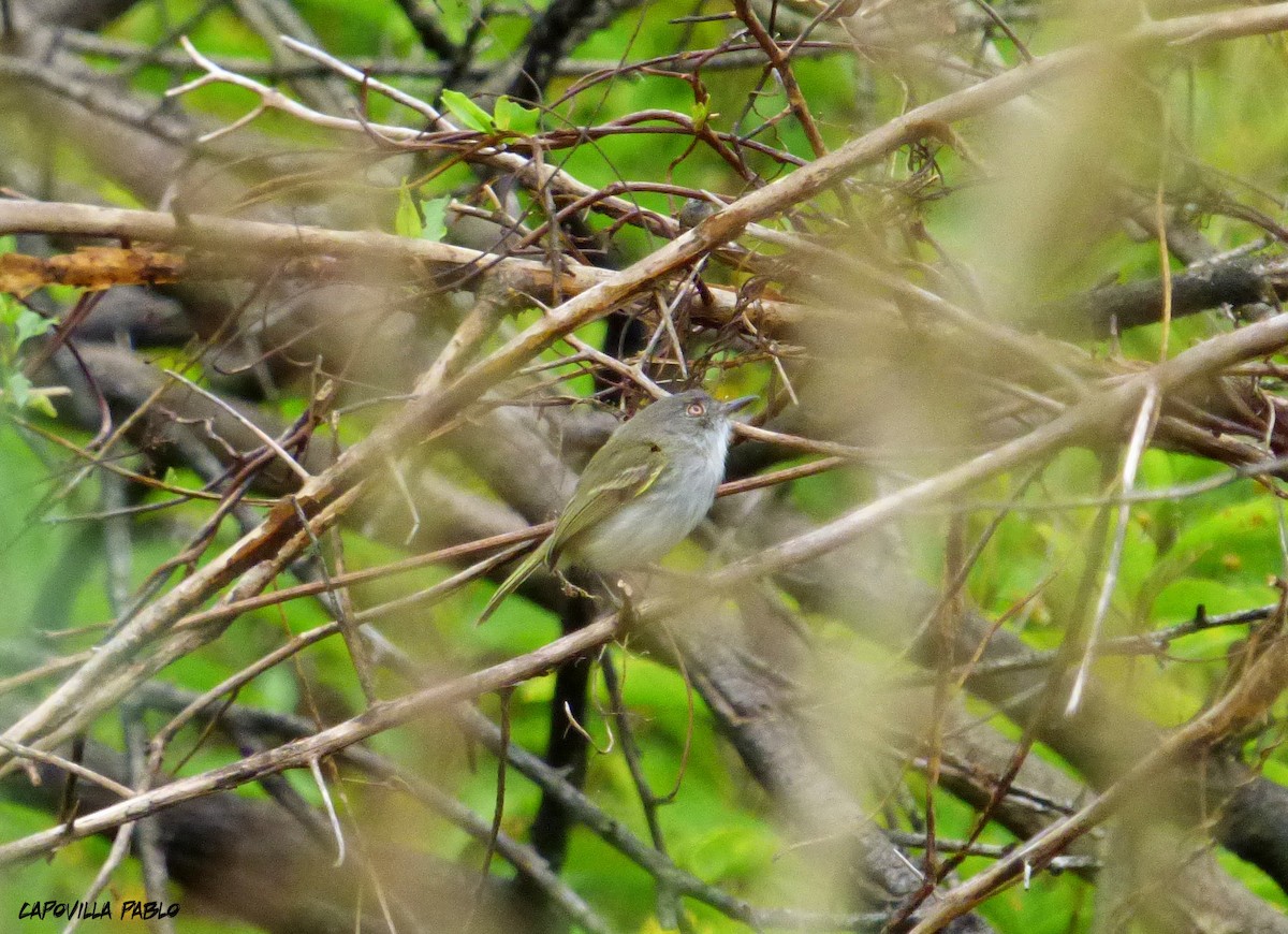 Pearly-vented Tody-Tyrant - ML226984651