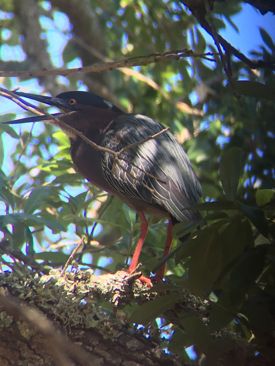 Green Heron - ML226985121