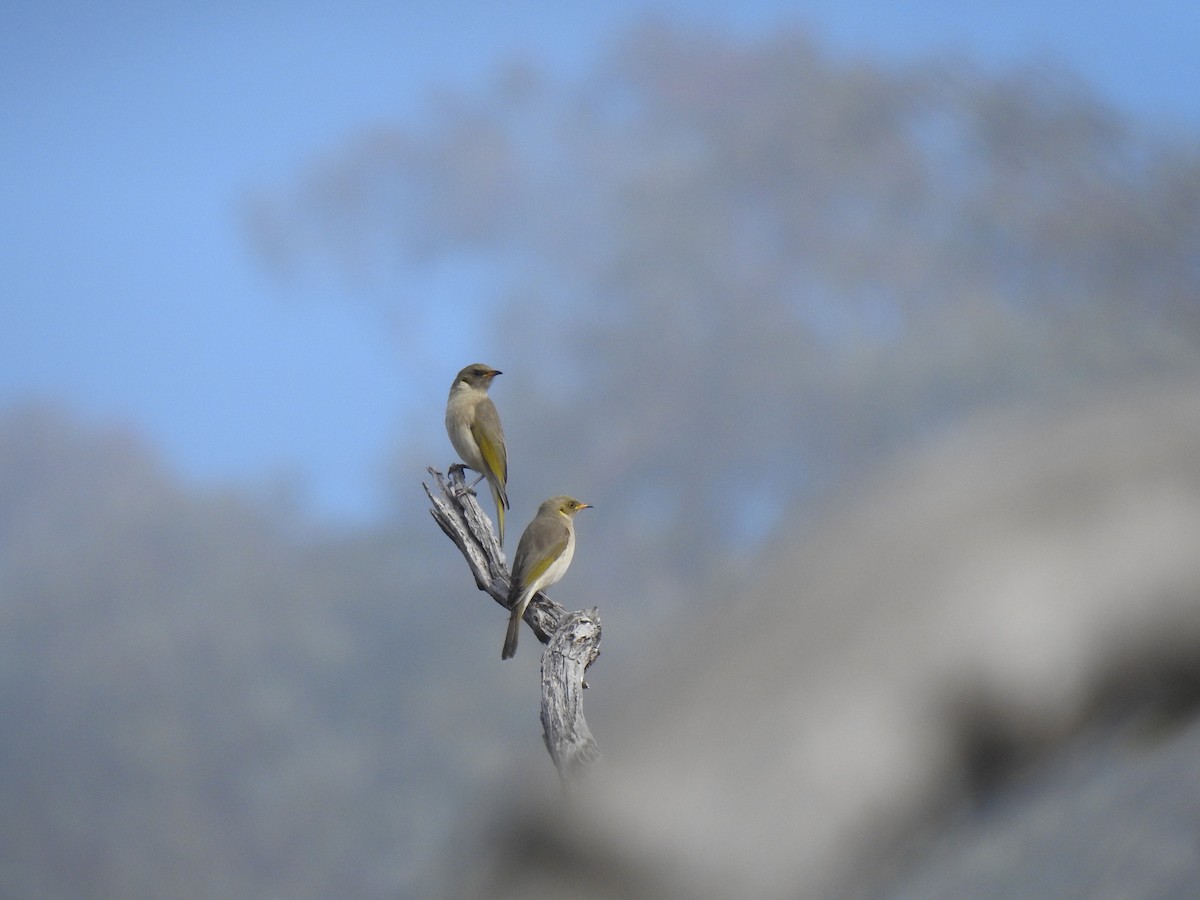 Fuscous Honeyeater - ML226986081