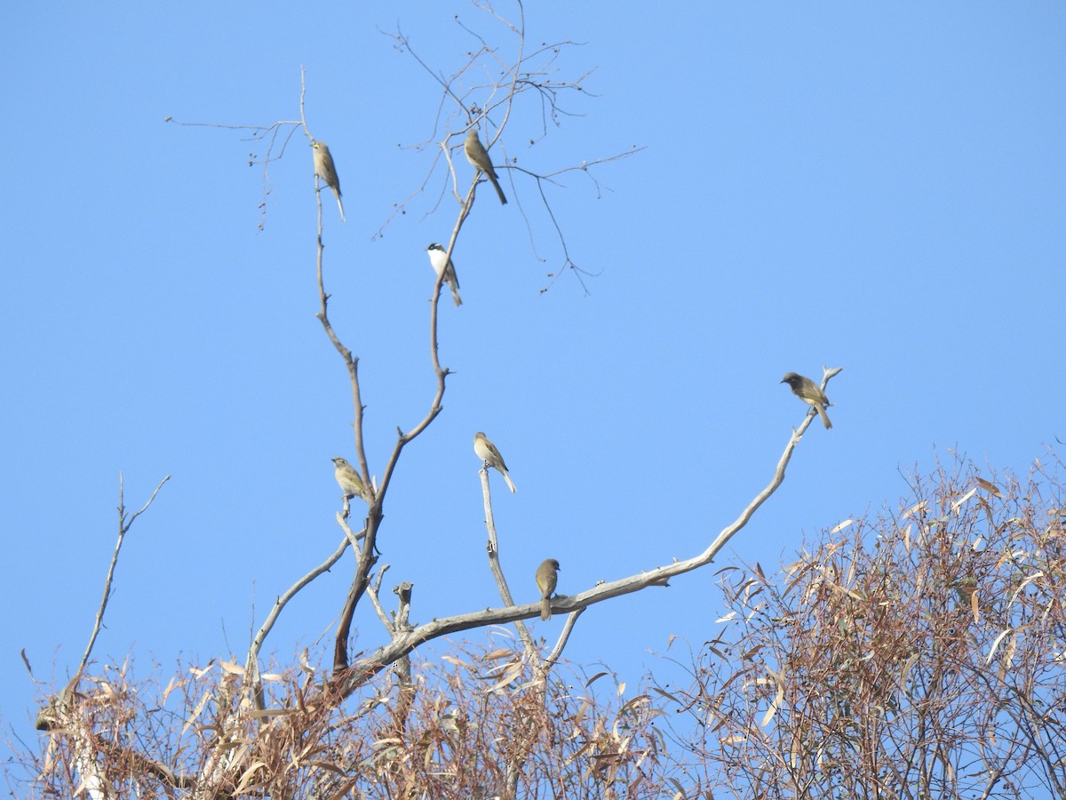 Yellow-faced Honeyeater - ML226986151