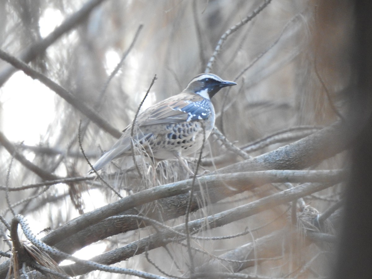 Spotted Quail-thrush - ML226986401