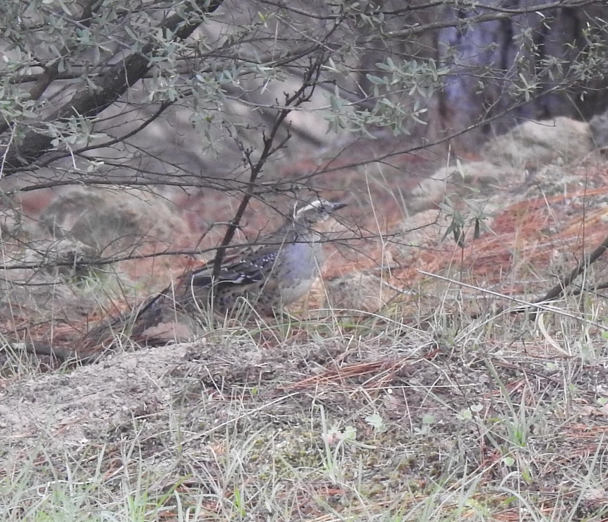 Spotted Quail-thrush - ML226986541