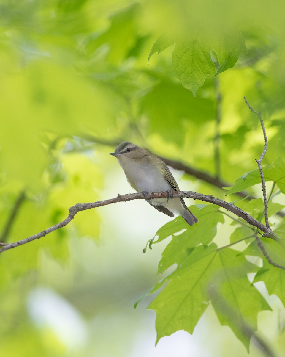 Red-eyed Vireo - ML226986711