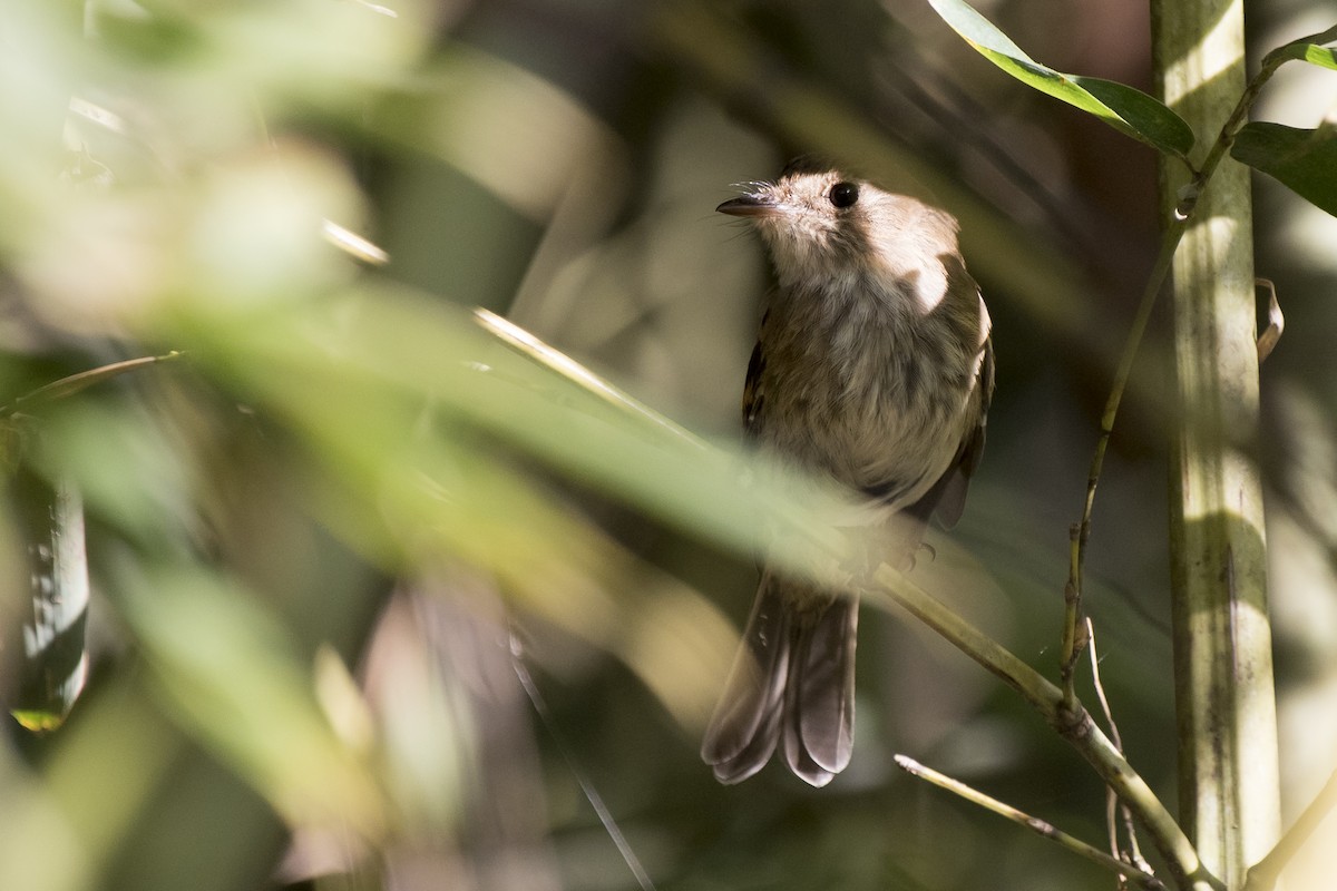 Bran-colored Flycatcher - Luiz Carlos Ramassotti