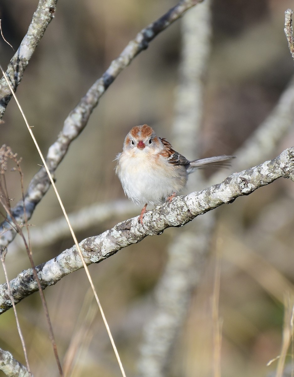 Field Sparrow - ML226987781