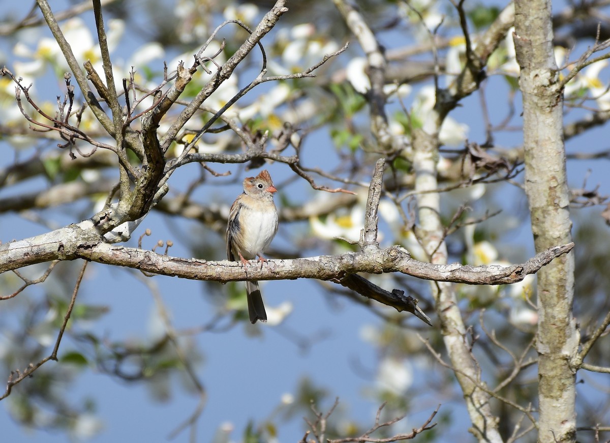 Field Sparrow - ML226987791