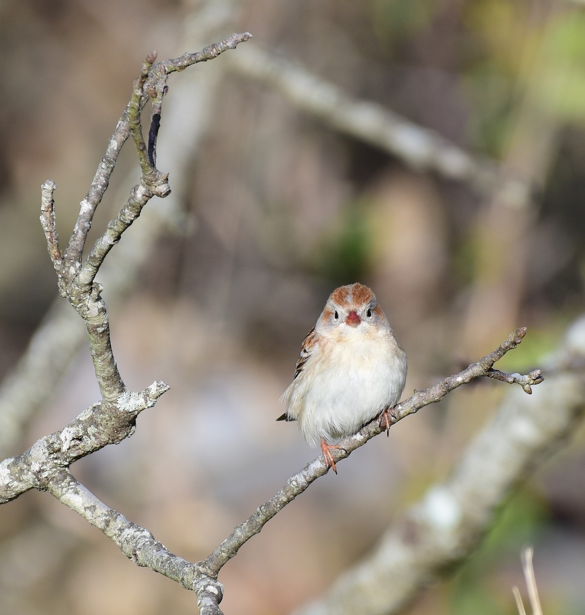 Field Sparrow - ML226987831