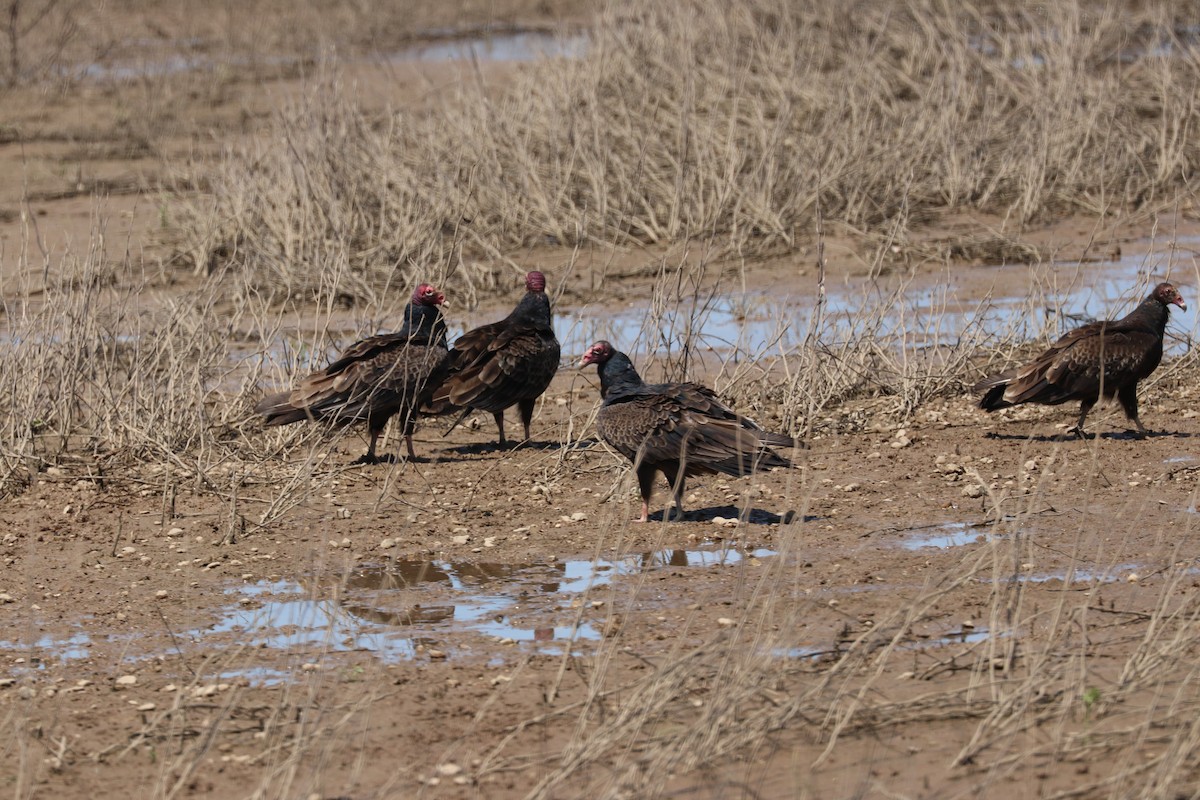 Turkey Vulture - ML226988601