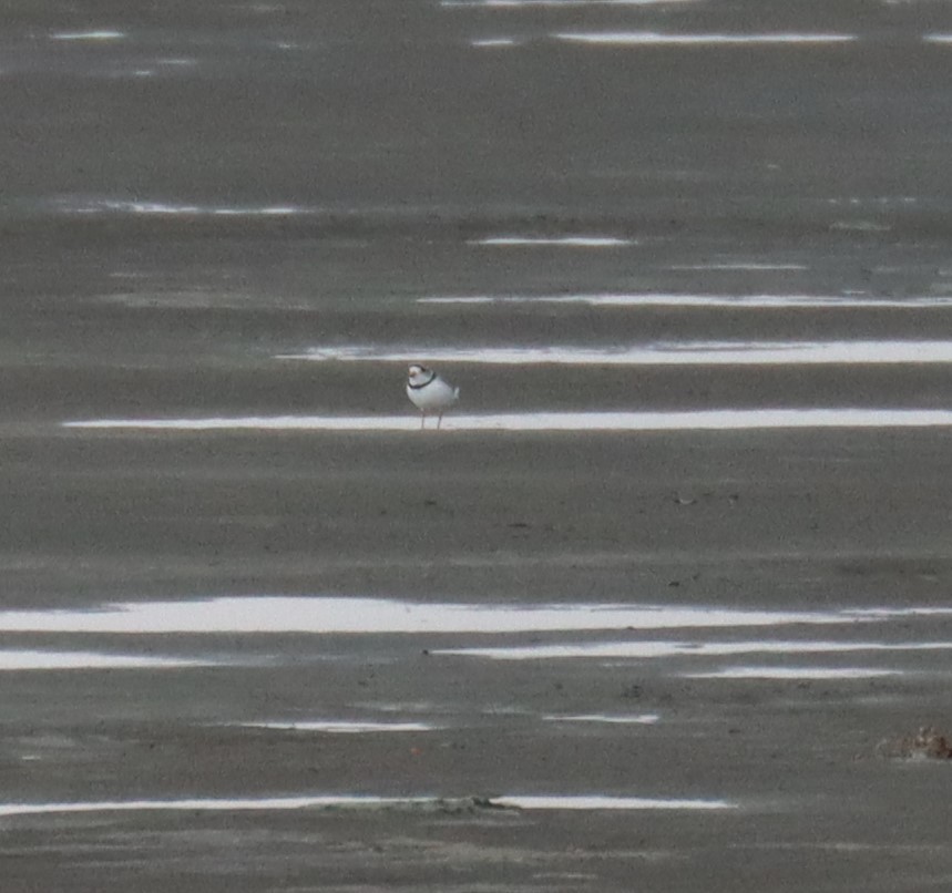 Piping Plover - ML226988801