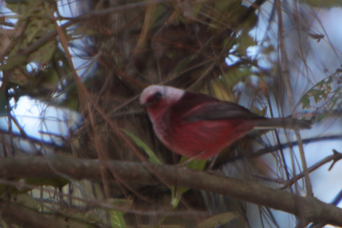 Pink-headed Warbler - ML226990751