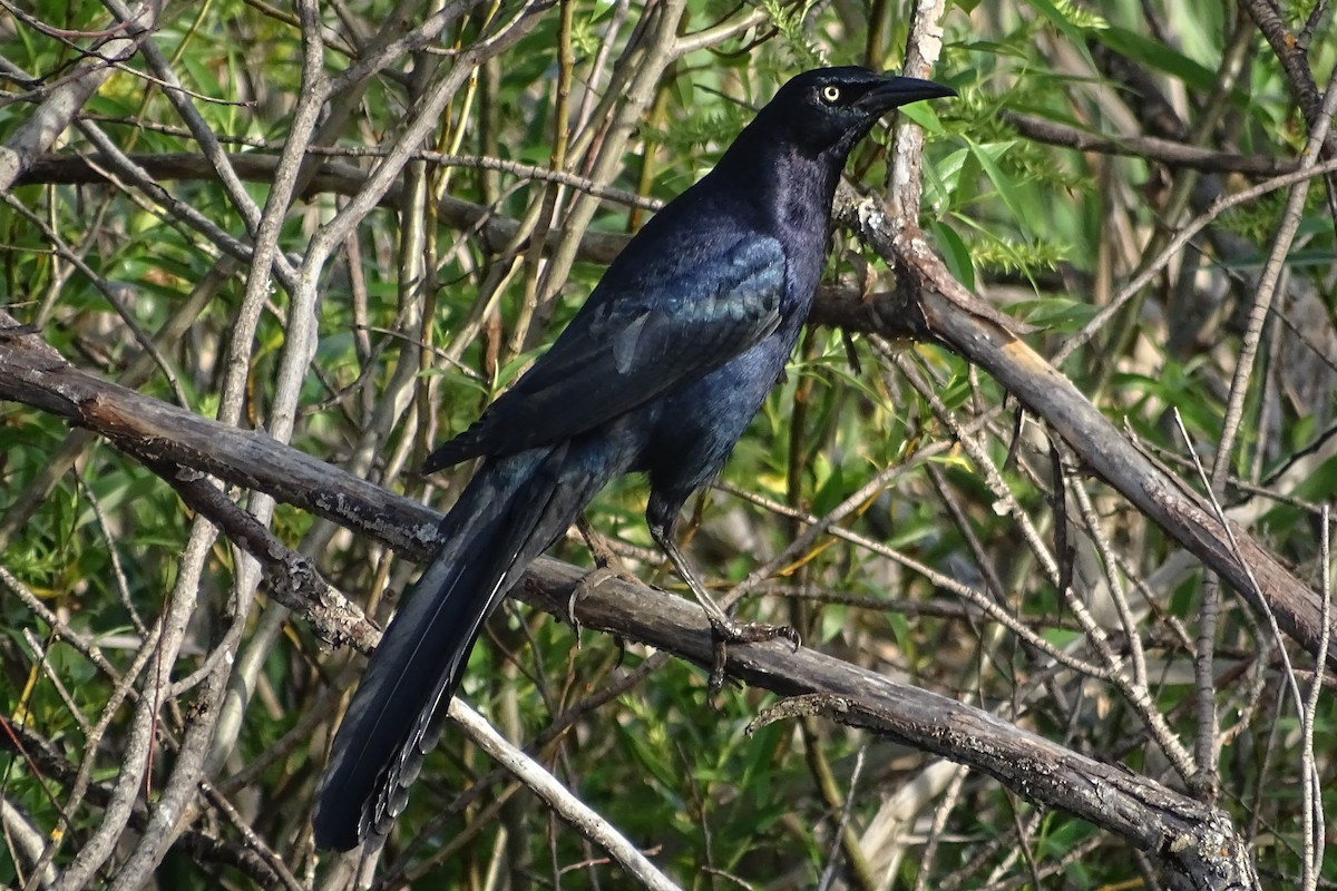 Great-tailed Grackle - ML226990781