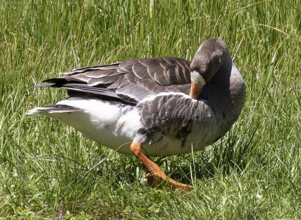 Greater White-fronted Goose - ML226990971