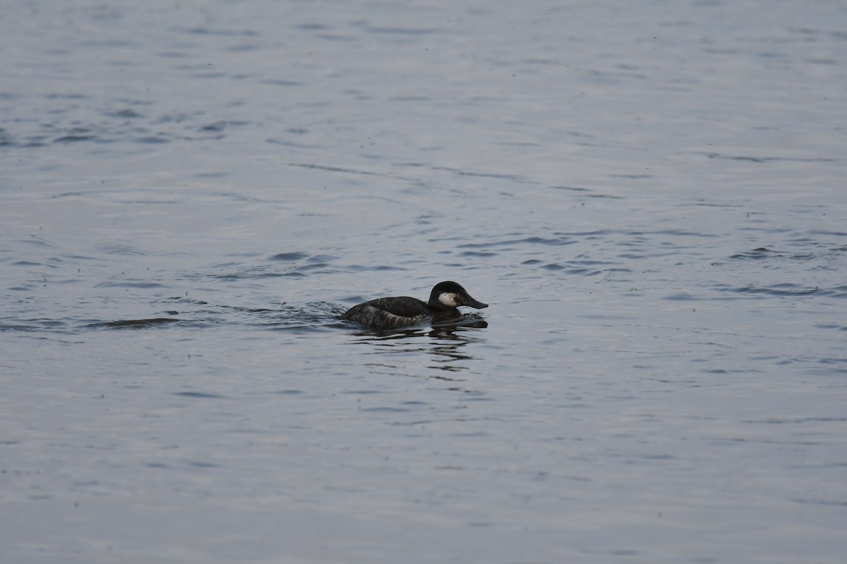 Ruddy Duck - ML226991931