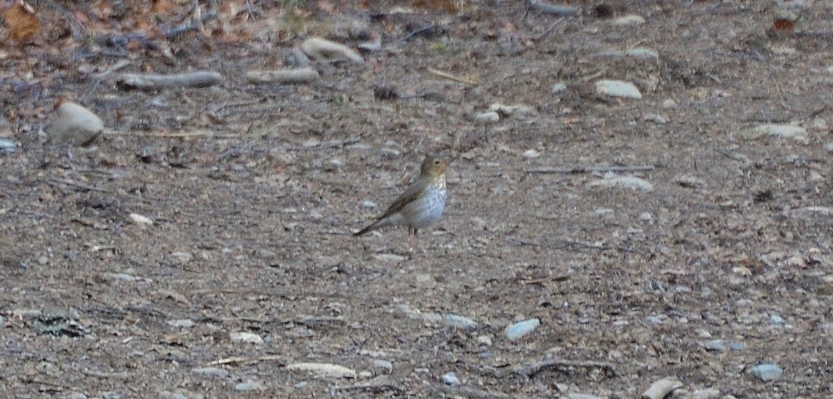 Swainson's Thrush - ML22699411