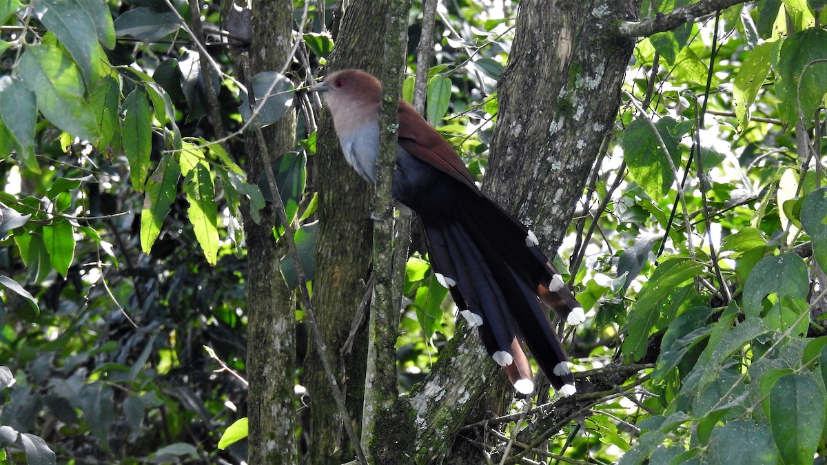 Squirrel Cuckoo - ML226996831