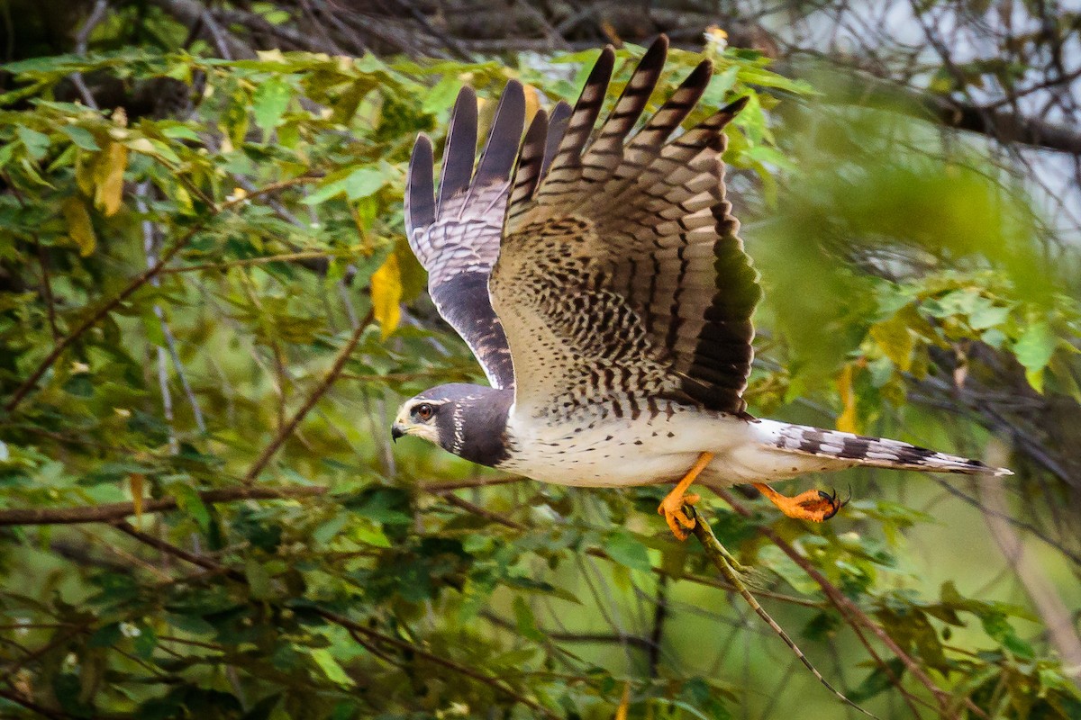 Long-winged Harrier - ML226997391