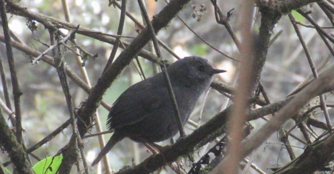 Unicolored Tapaculo - ML226998511